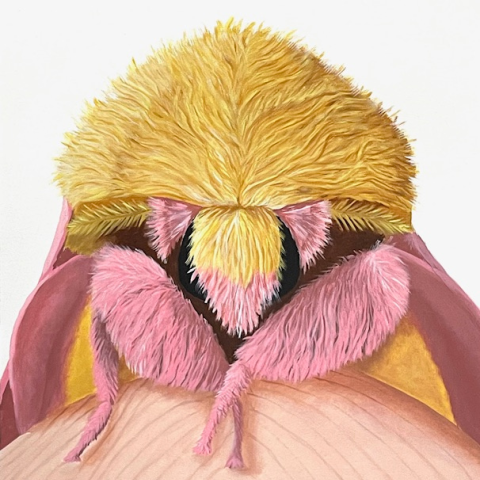Deborah Davis (Richmond, VA b. 1951) Rosy Maple Moth (detail), Dryocampa rubicunda Acrylic on canvas, Image: 2024, Deborah Davis